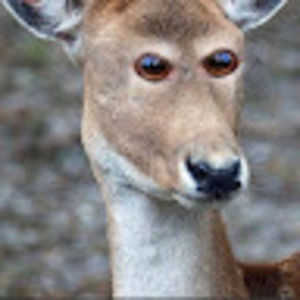 Meet your Posher, Bert